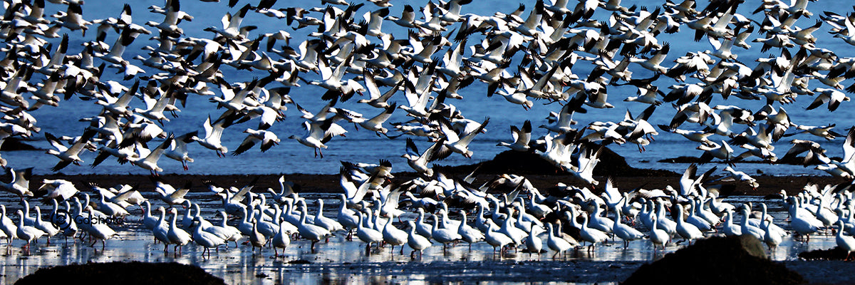 OIESENVOLPOINTEASANTERREtassesignee