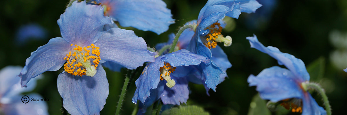 TA-014TASSEPAVOTSBLEUSSIGNEE