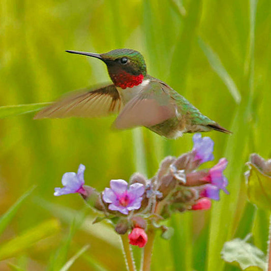 Coussin 14x14 Colibri et fleurs mauves CS-1414-005