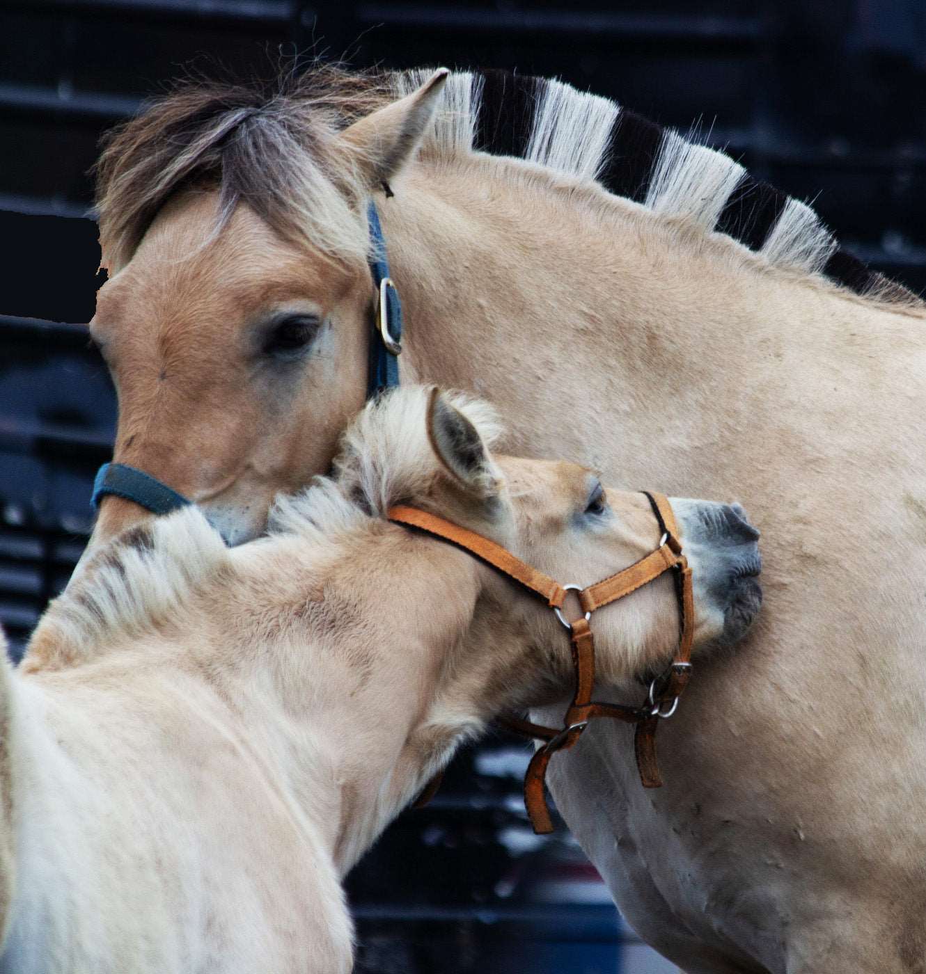 Coussins 14x14 Fjord et Poulin CV-1414-021