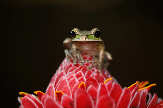 Coussin extérieur Grenouille et fleur rose 18x18 CS-1818-017