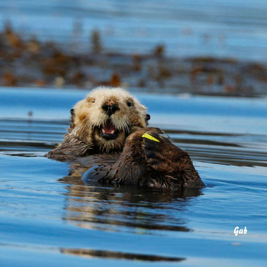 Coussin 14x14 Loutre de mer CS-1414-011
