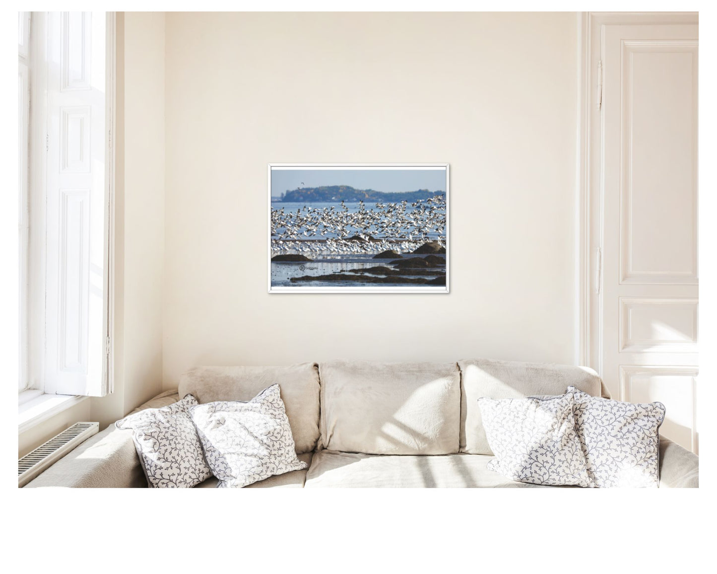 Impression photo Oies blanche migration