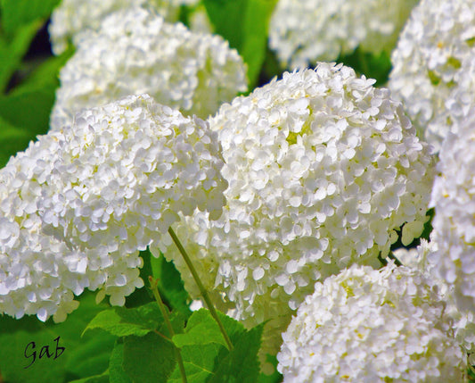 Coussins 18x18 Hydrangés blancsCV-1818-038