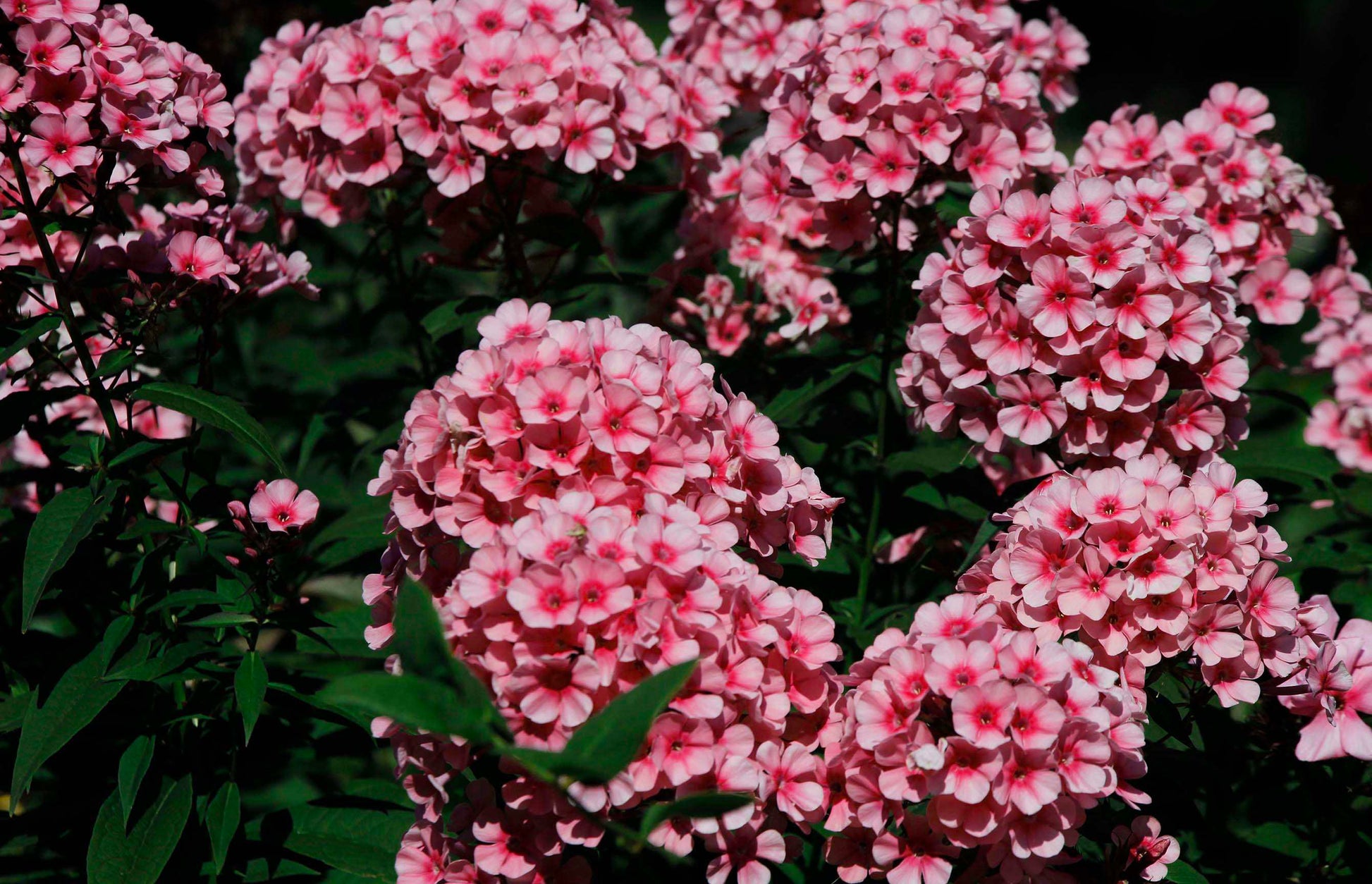 Couvertures Phlox Roses CV-021