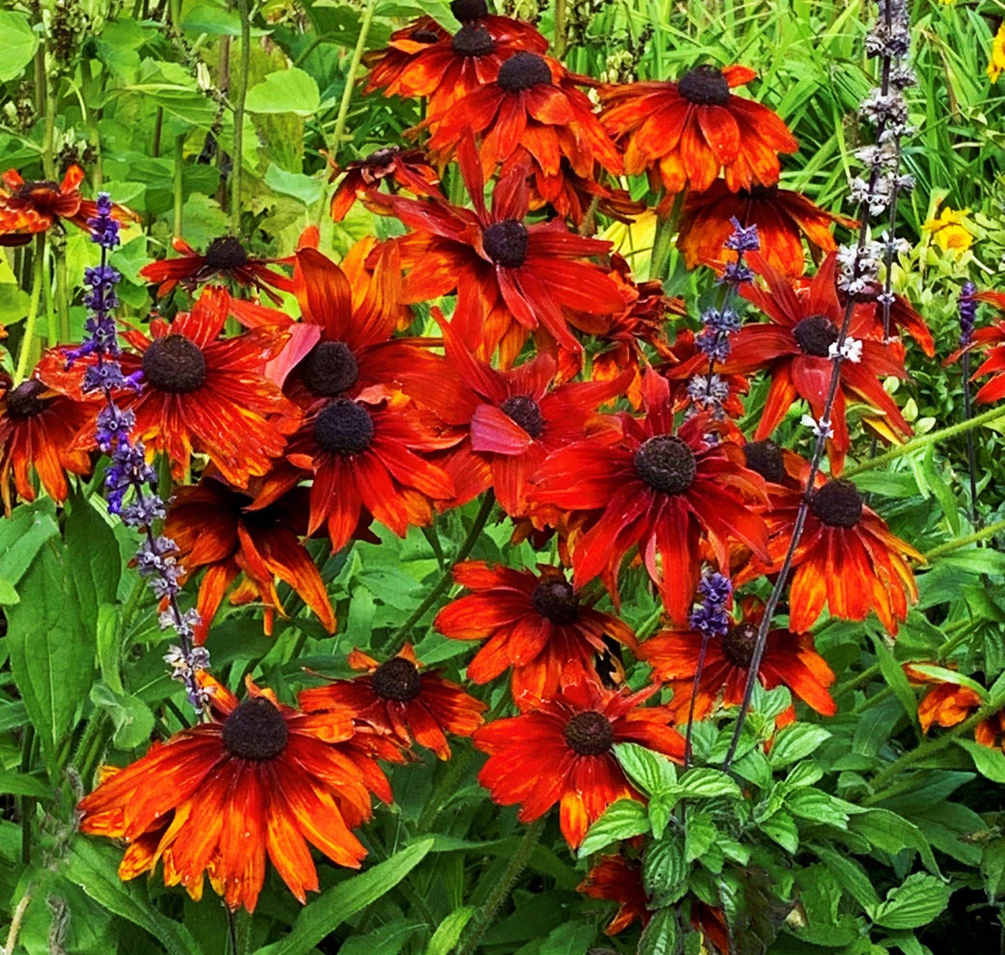 Coussins 18x18 Rudbeckias orangeCV-1818-042