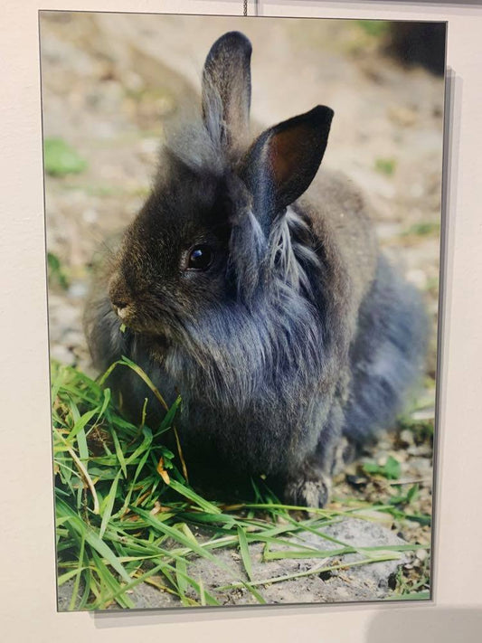 Lapin gris Alupanel 8x12