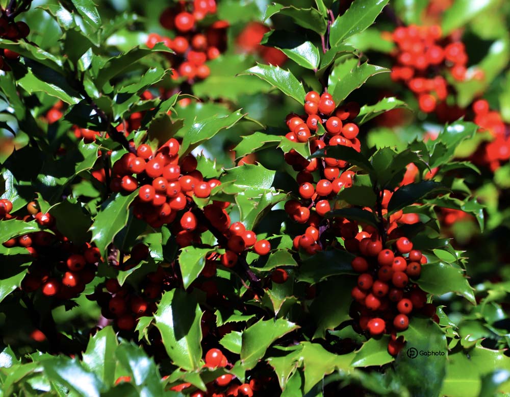 formatprsiteinternet