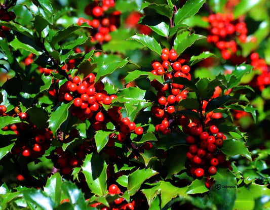 formatprsiteinternet