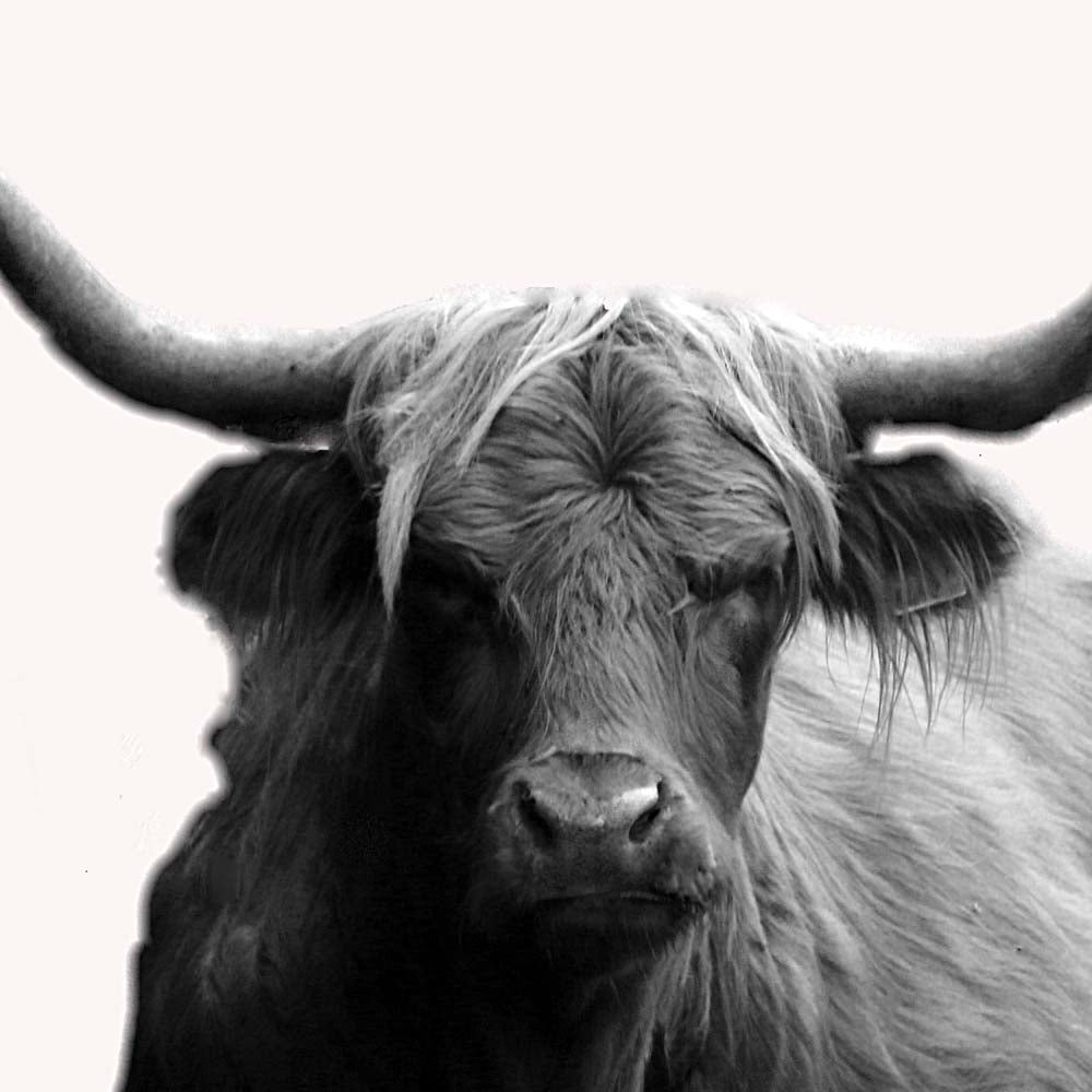 Coussins 18x18 Boeuf Highland noir et blanc