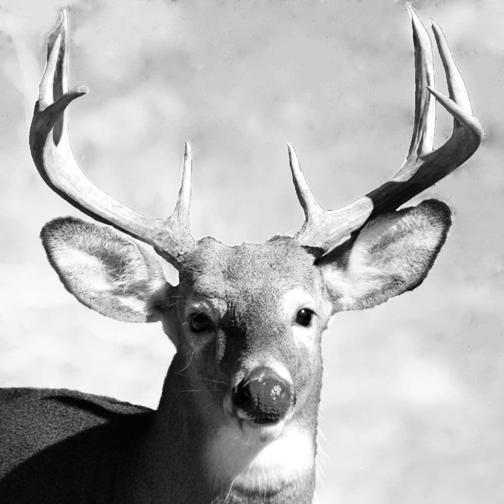 CHEVREUILNOIRETBLANCVELOUTINE