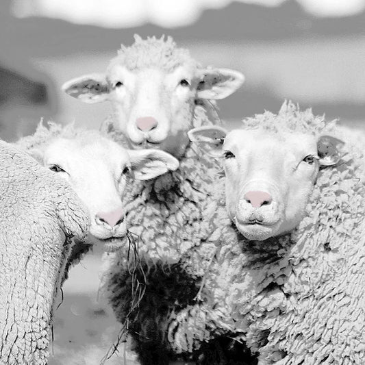 2XCOUSSIN18X18MOUTONSNOIRETBLANCMUSEAUXROSESMOUTONSVELOUTINE