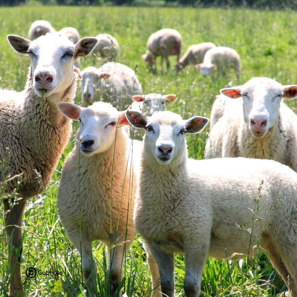Cushions 18x18 White sheep