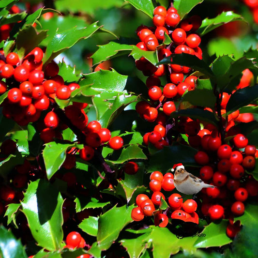 houxetplectrophanedenoelVELOUTINE