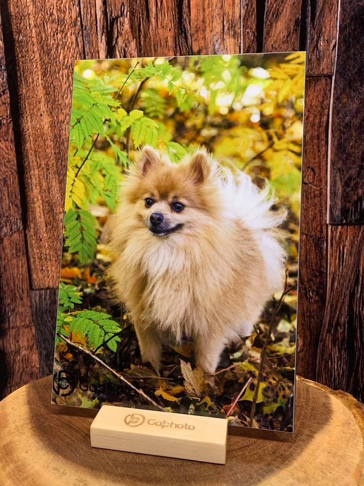 Poméranien Alupanel