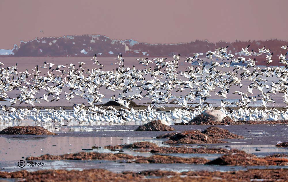 CANVA2Xnappe58x92oiesrosees