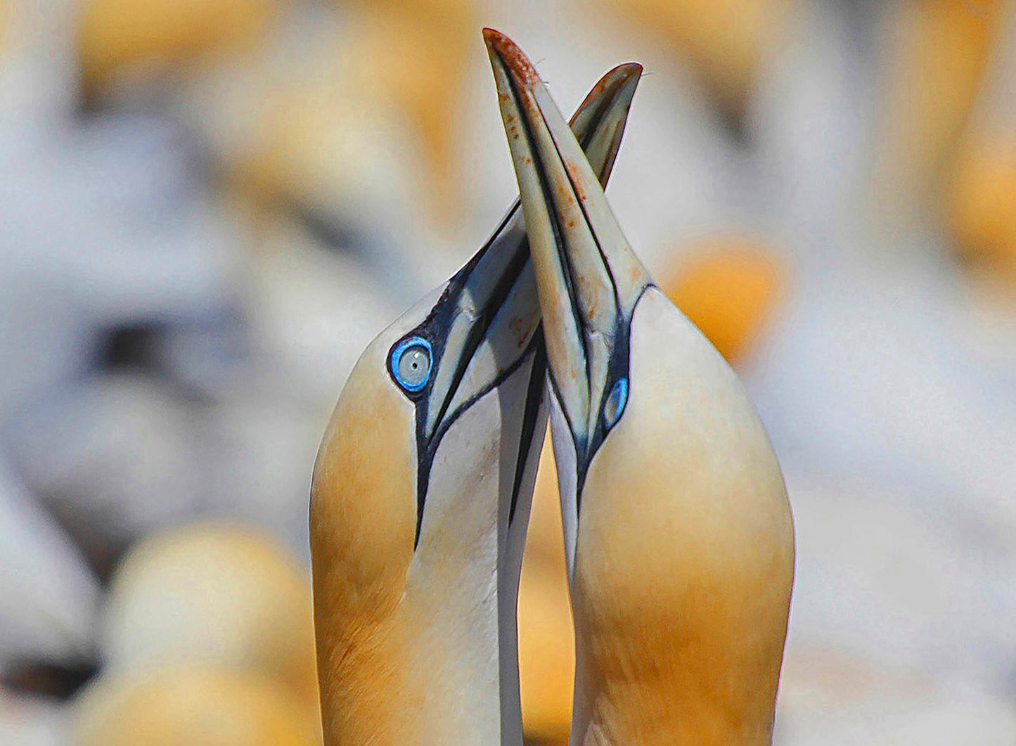 Gabphoto Fou de Bassan becs croisés 1a