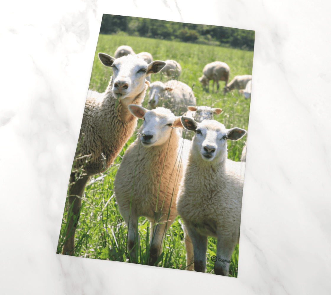 Gabphoto Linge à vaisselle Moutons 1a