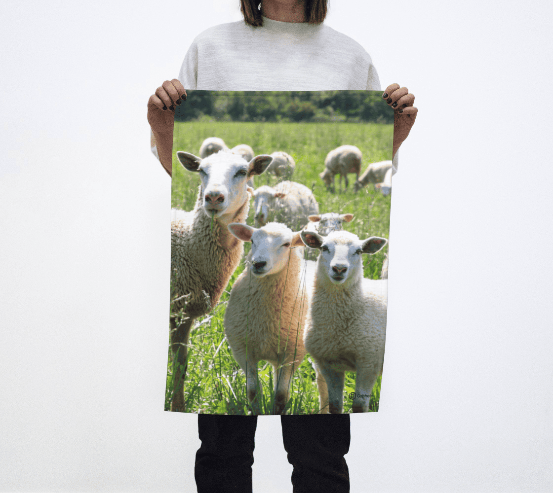 Gabphoto Linge à vaisselle Moutons 1b