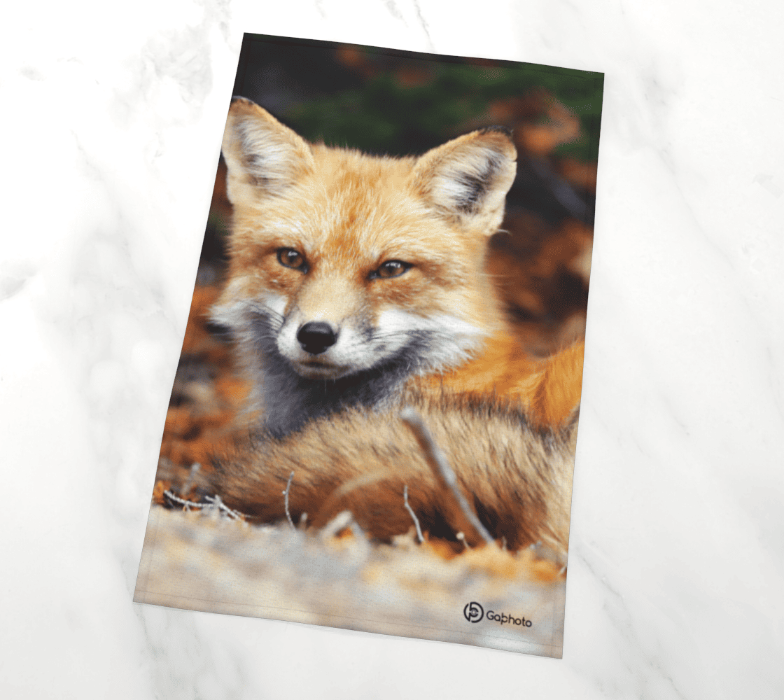 Gabphoto Linge à vaisselle Renard roux 1a