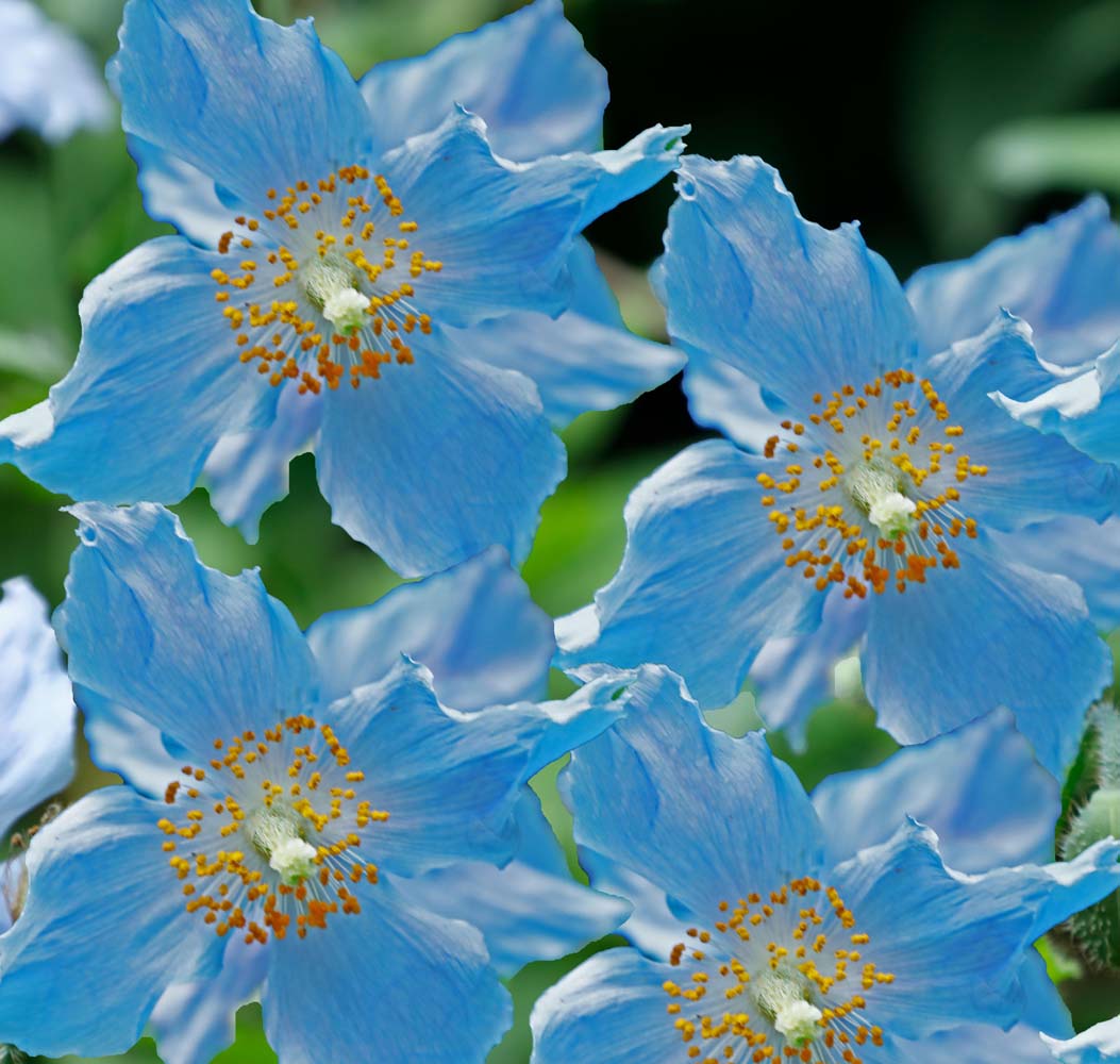 Pavots bleus 1 Gabphoto