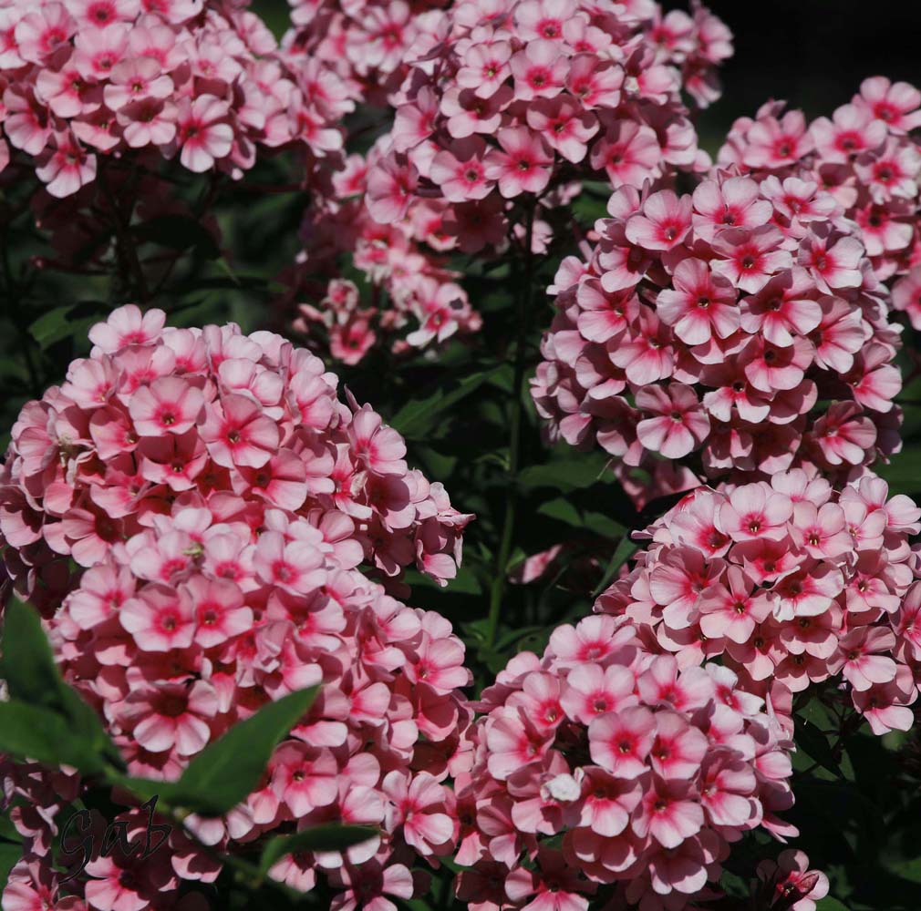 Phlox roses 1 Gabphoto