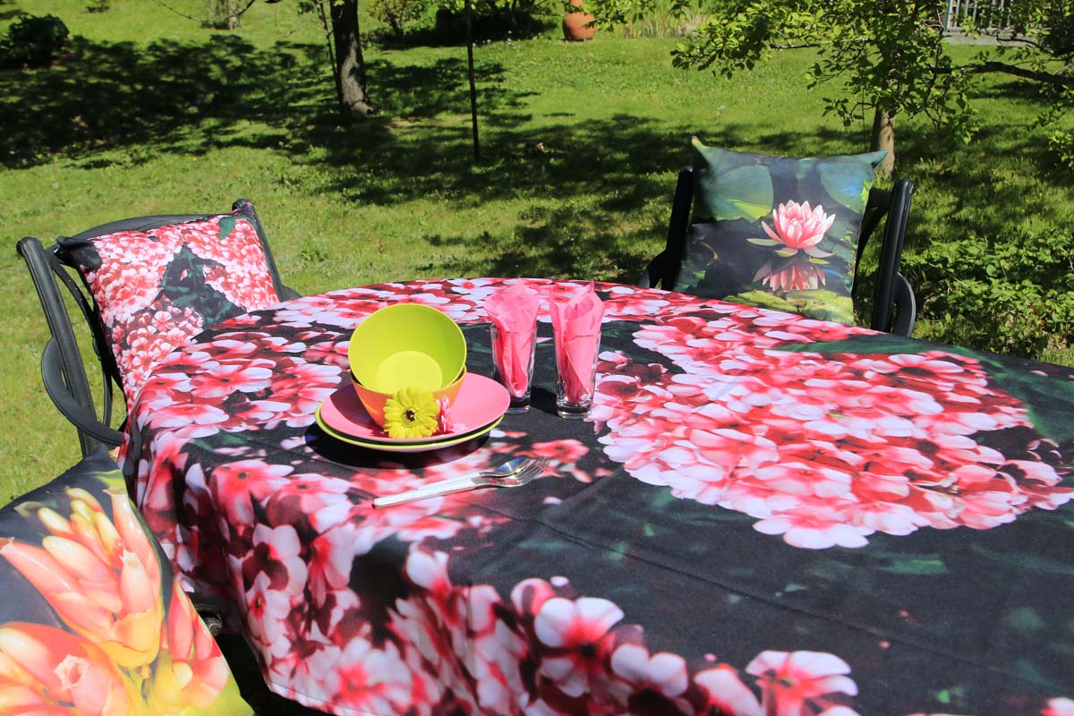 Phlox roses 1 Gabphoto