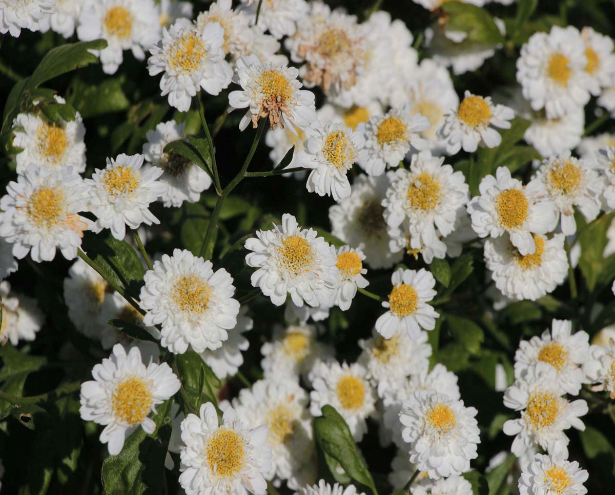 Marguerites blanches 1 Gabphoto