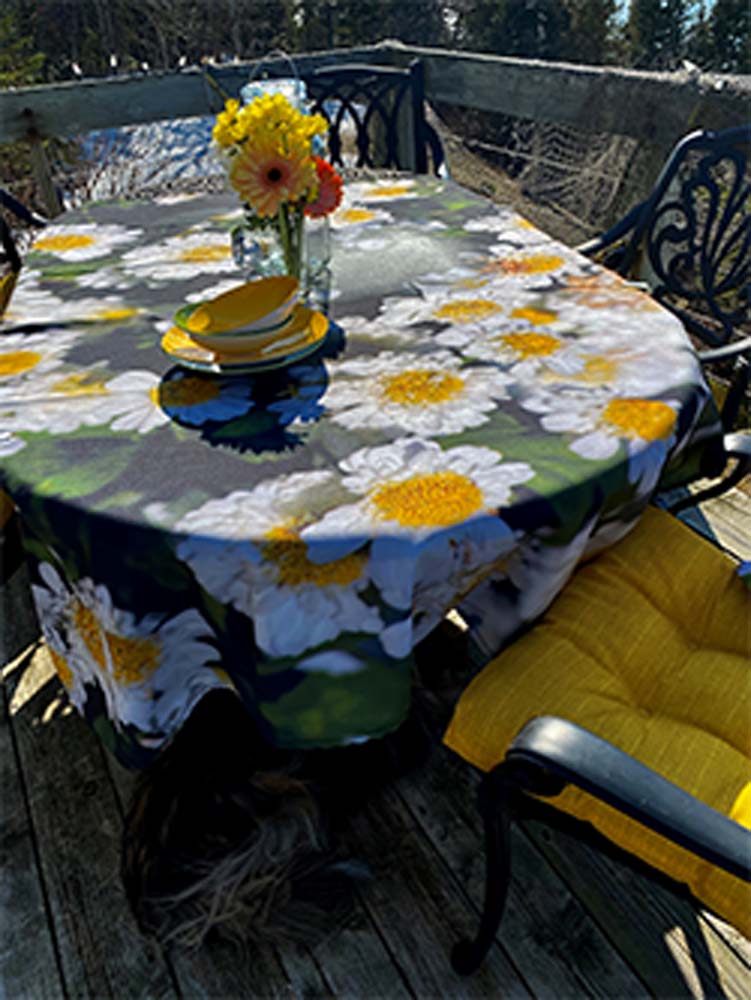 Marguerites blanches 1 Gabphoto