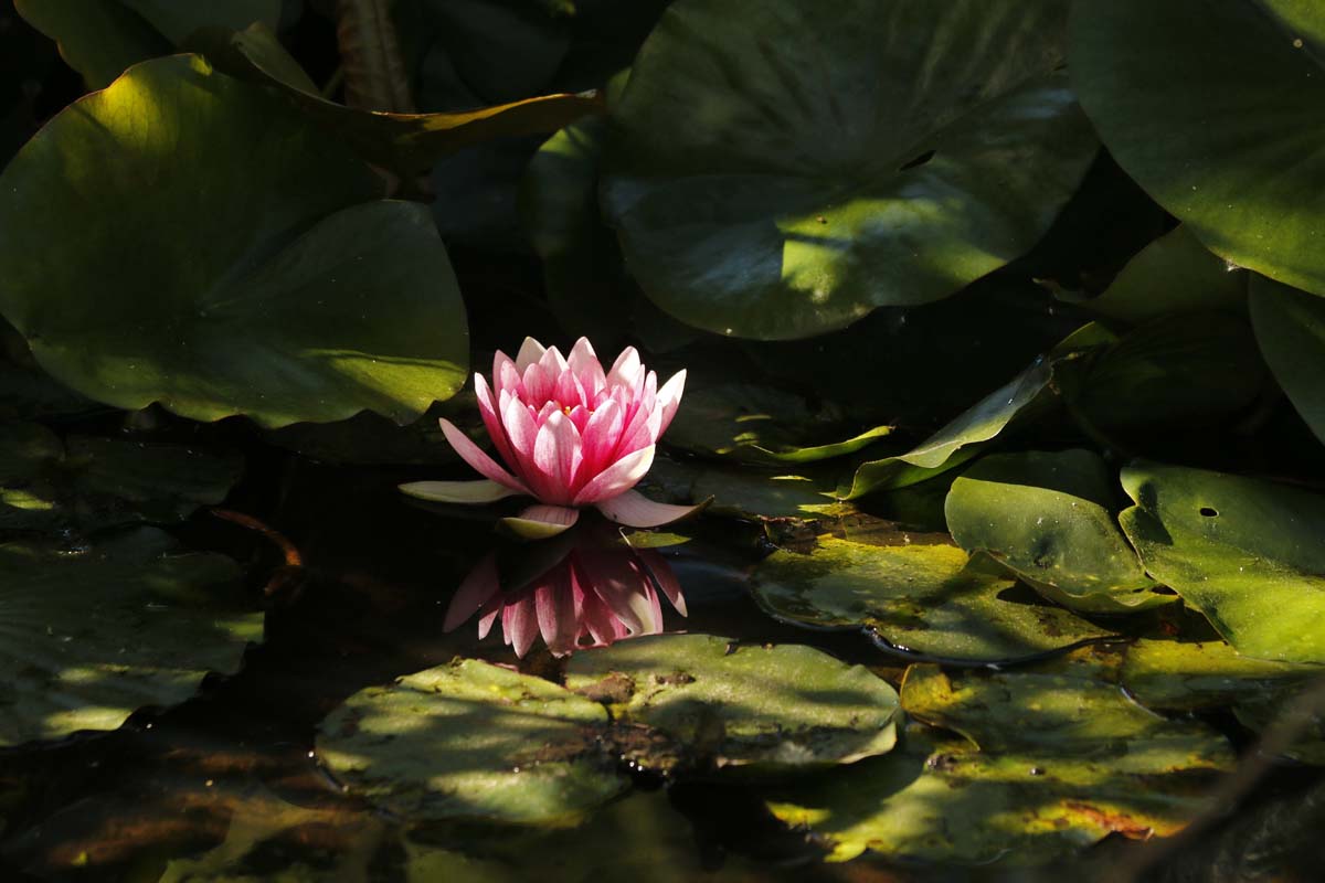 Nenuphar and Lotus tablecloths
