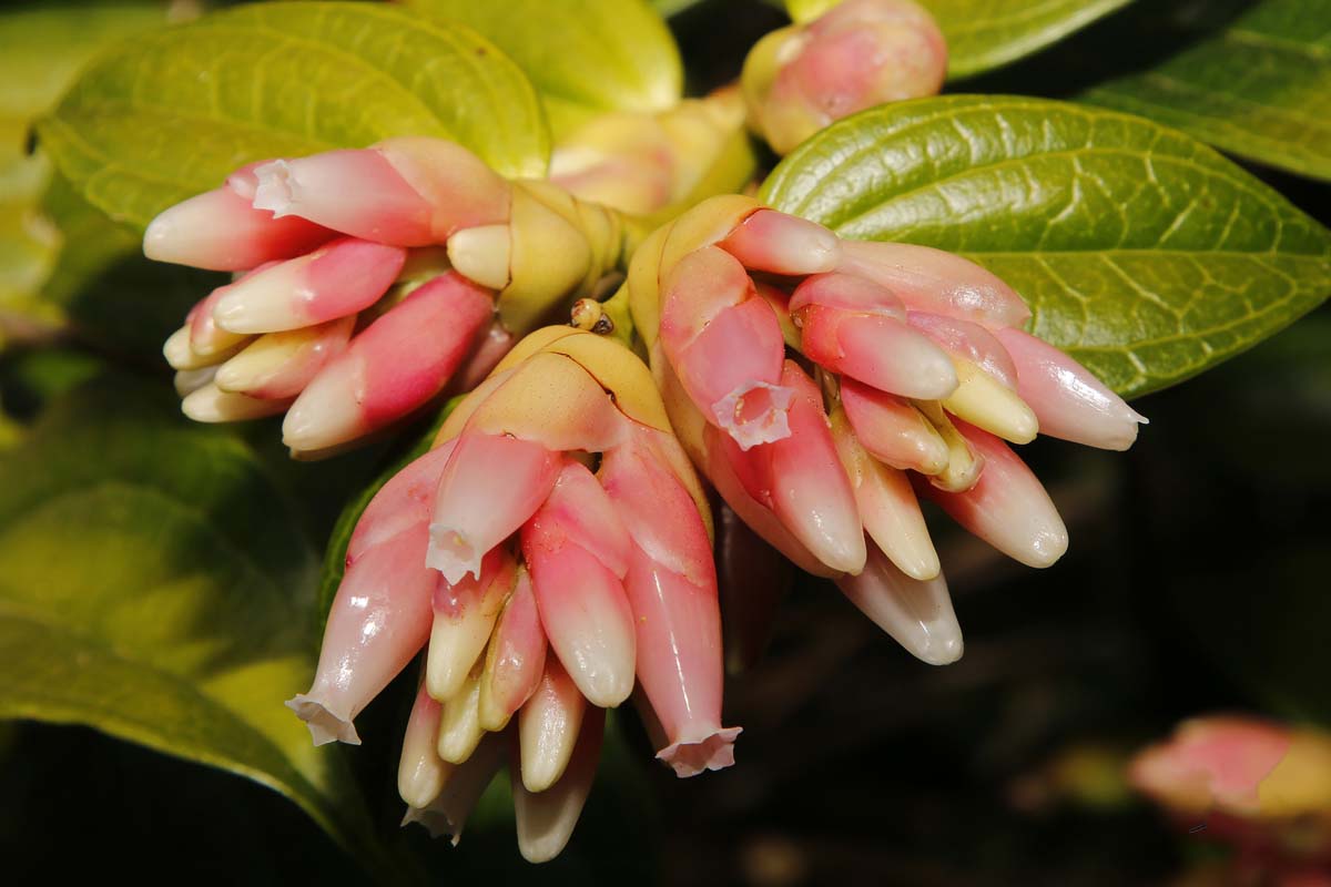 Nappe Gabphoto Fleur du Costa Rica 1