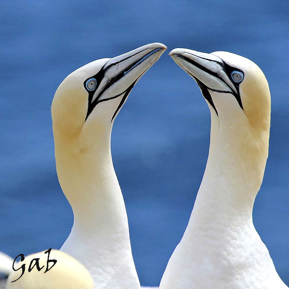Nappe Gabphoto Fou de Bassan bec en coeur