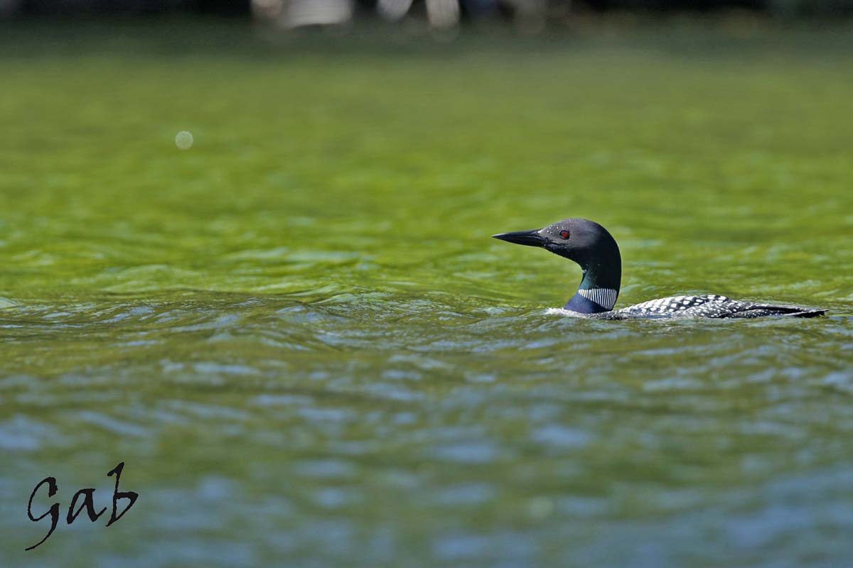 Gabphoto Plongeon huard 1