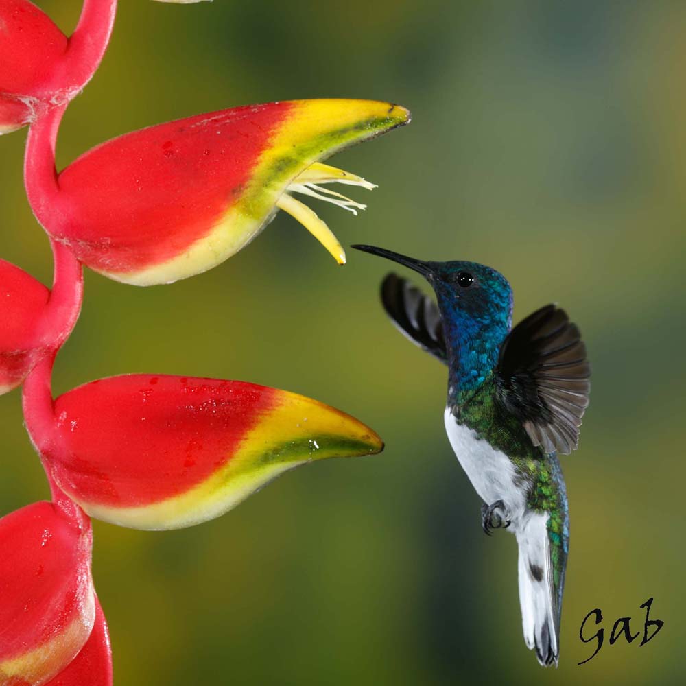Nappe Gabphoto Colibri Costa Rica 1