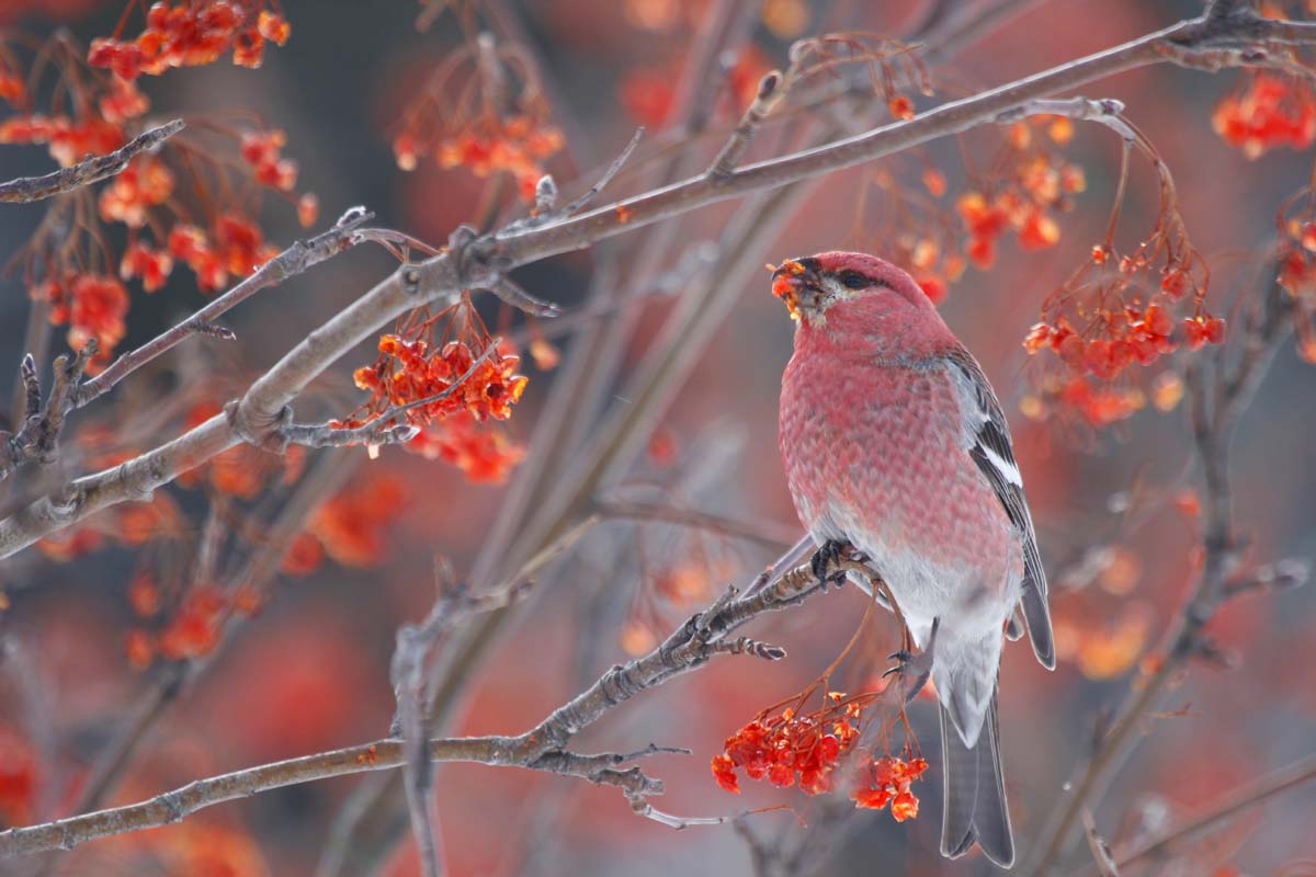 Gabphoto Durbec des sapins image originale