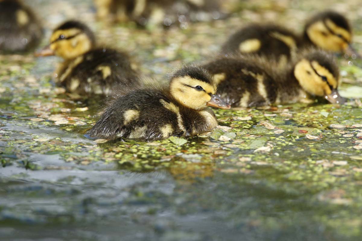 Mallard Ducklings Tablecloth