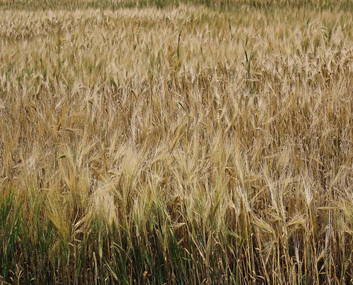 Nappes Champs de blés NP-033