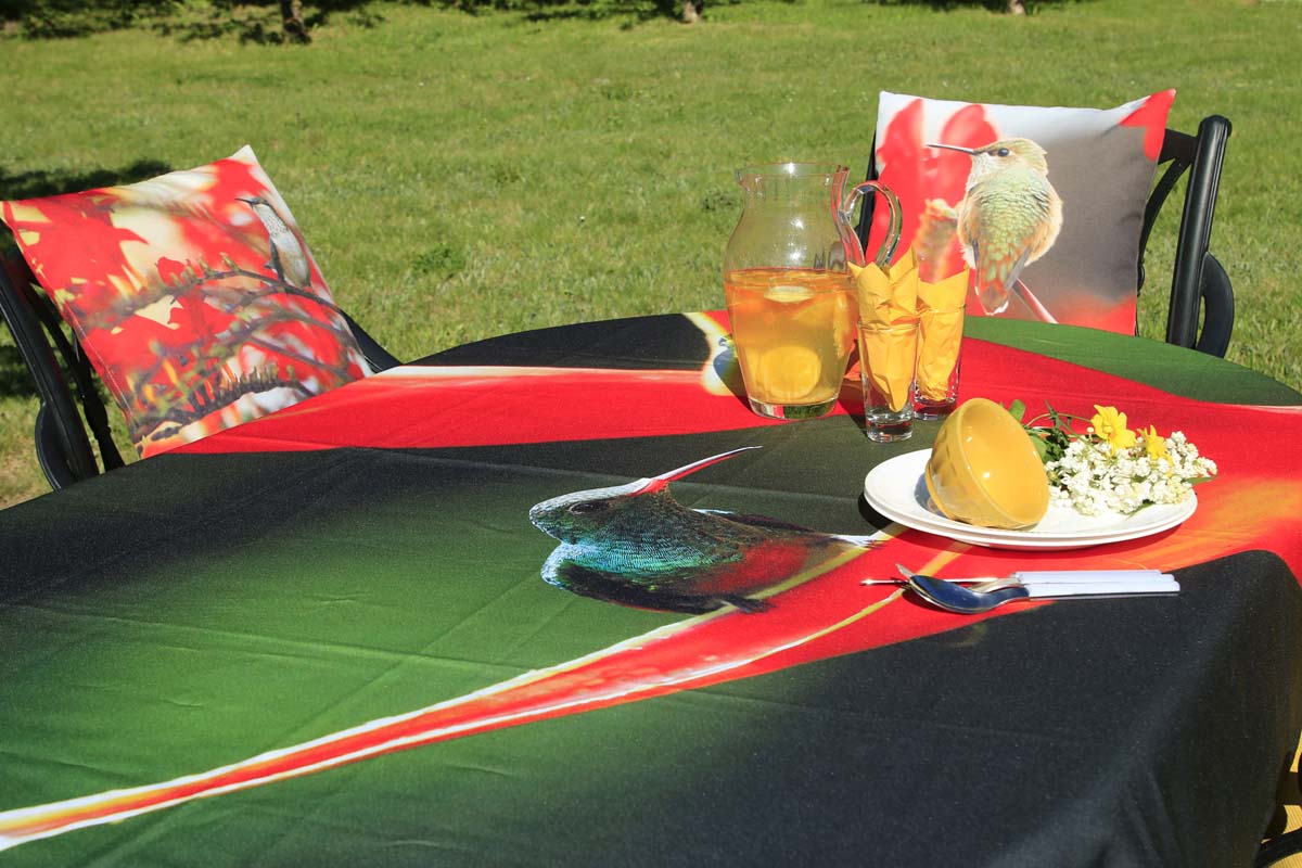 NappeColibriCostaRica1