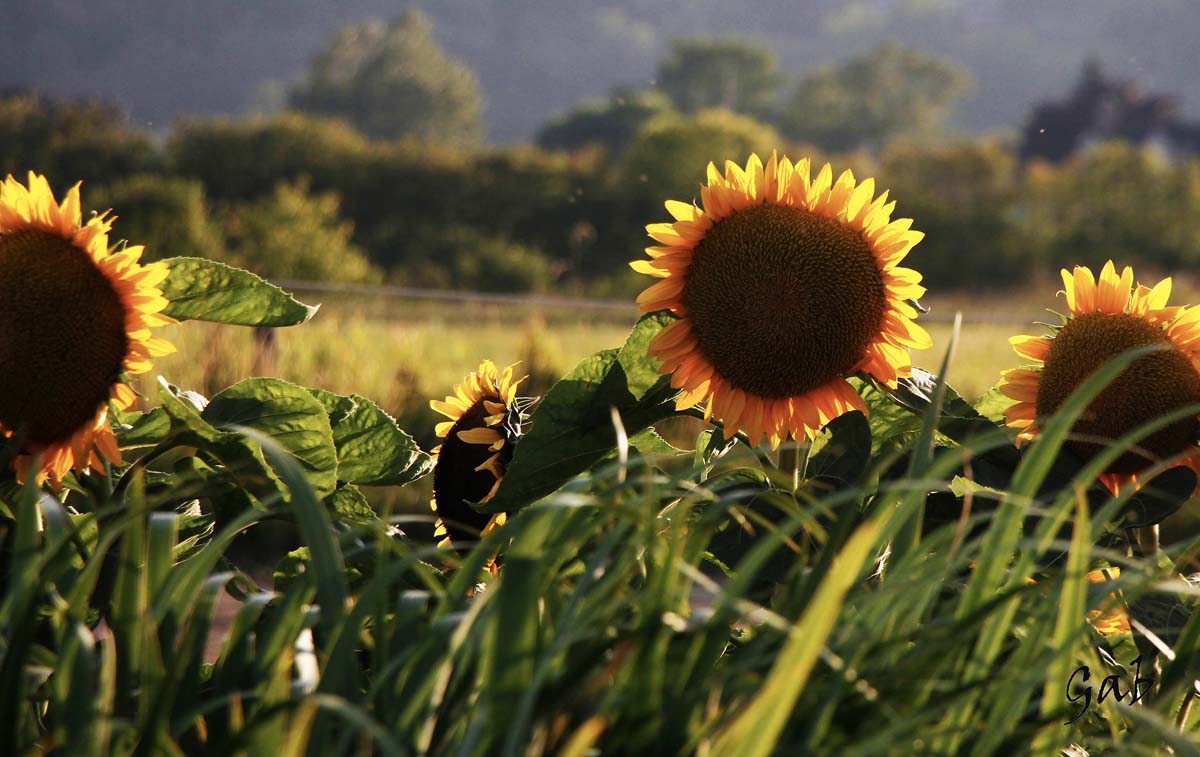 Nappes Champs de Tournesols NP-036