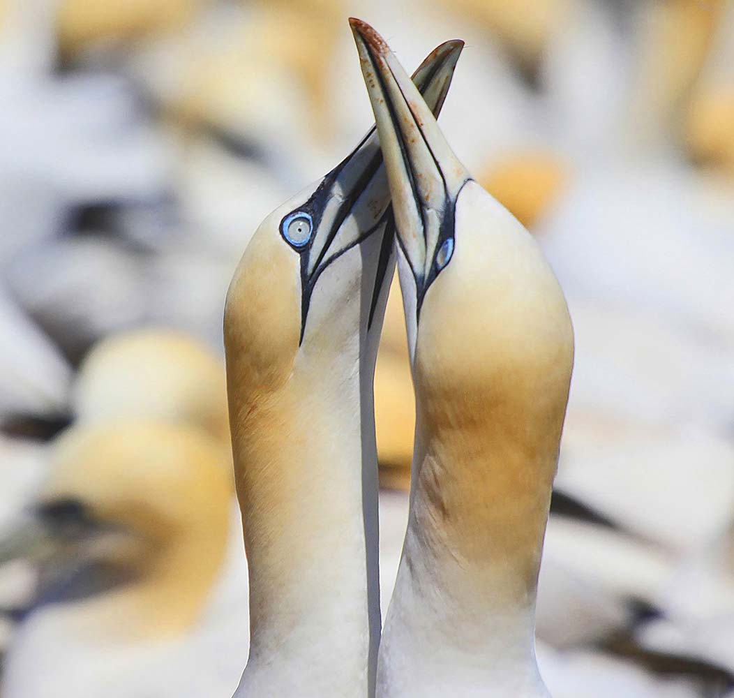 Gabphoto Fou de Bassan becs croisés 1