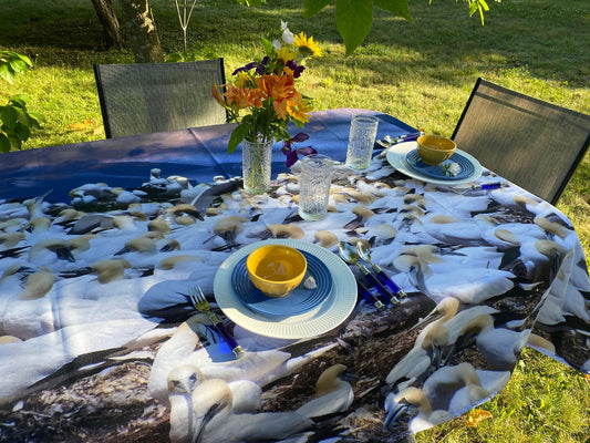 NappeColoniedeFoudeBassanNP-0611