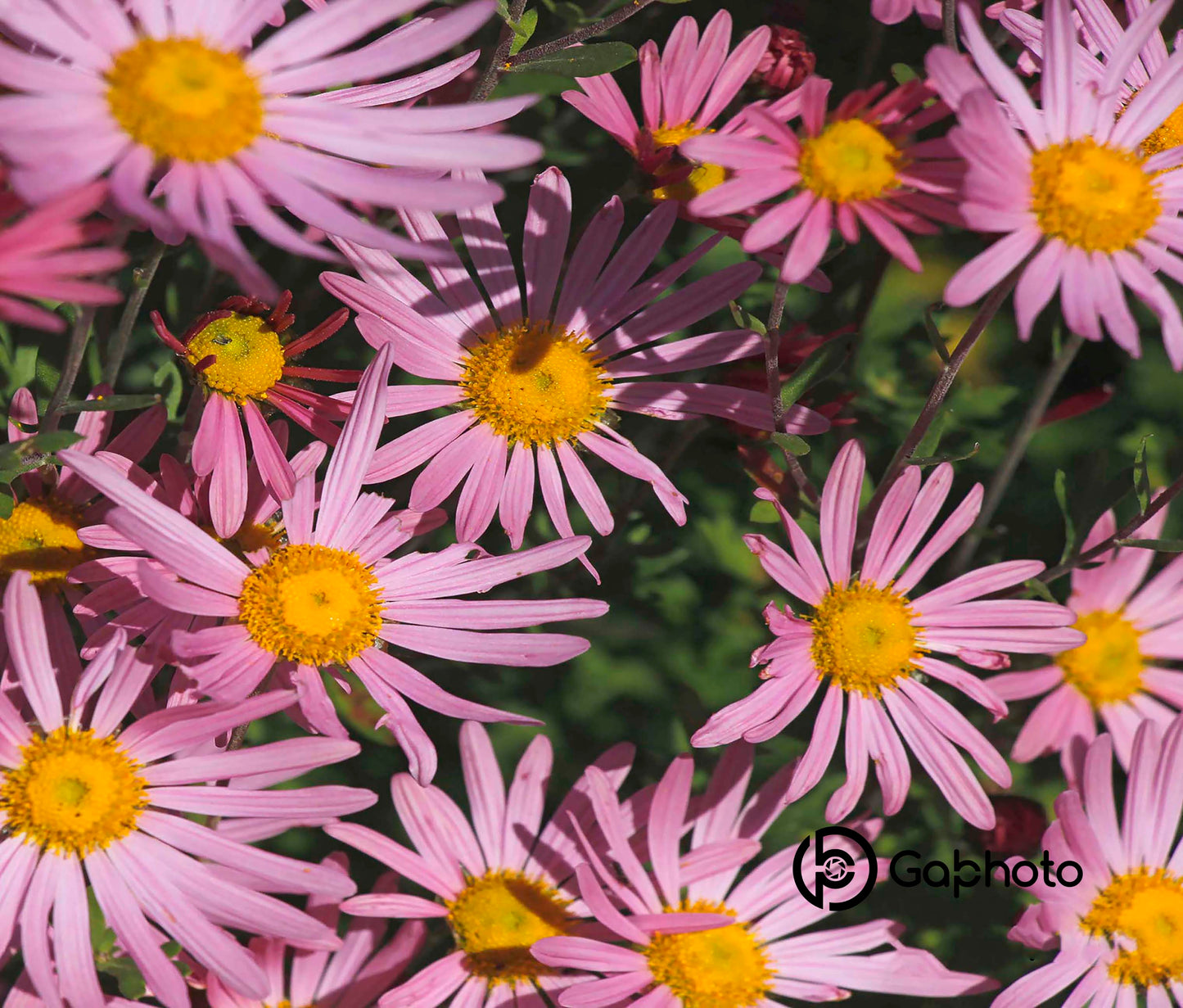 Coussins 18x18 Asters roses CV-1818-039
