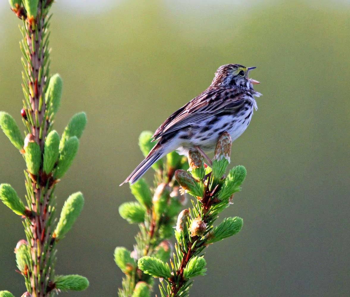 bruant-despres6ret-SBc