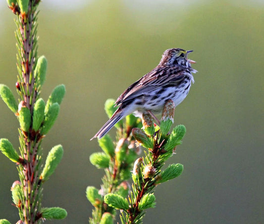 bruant-despres6ret-SBc