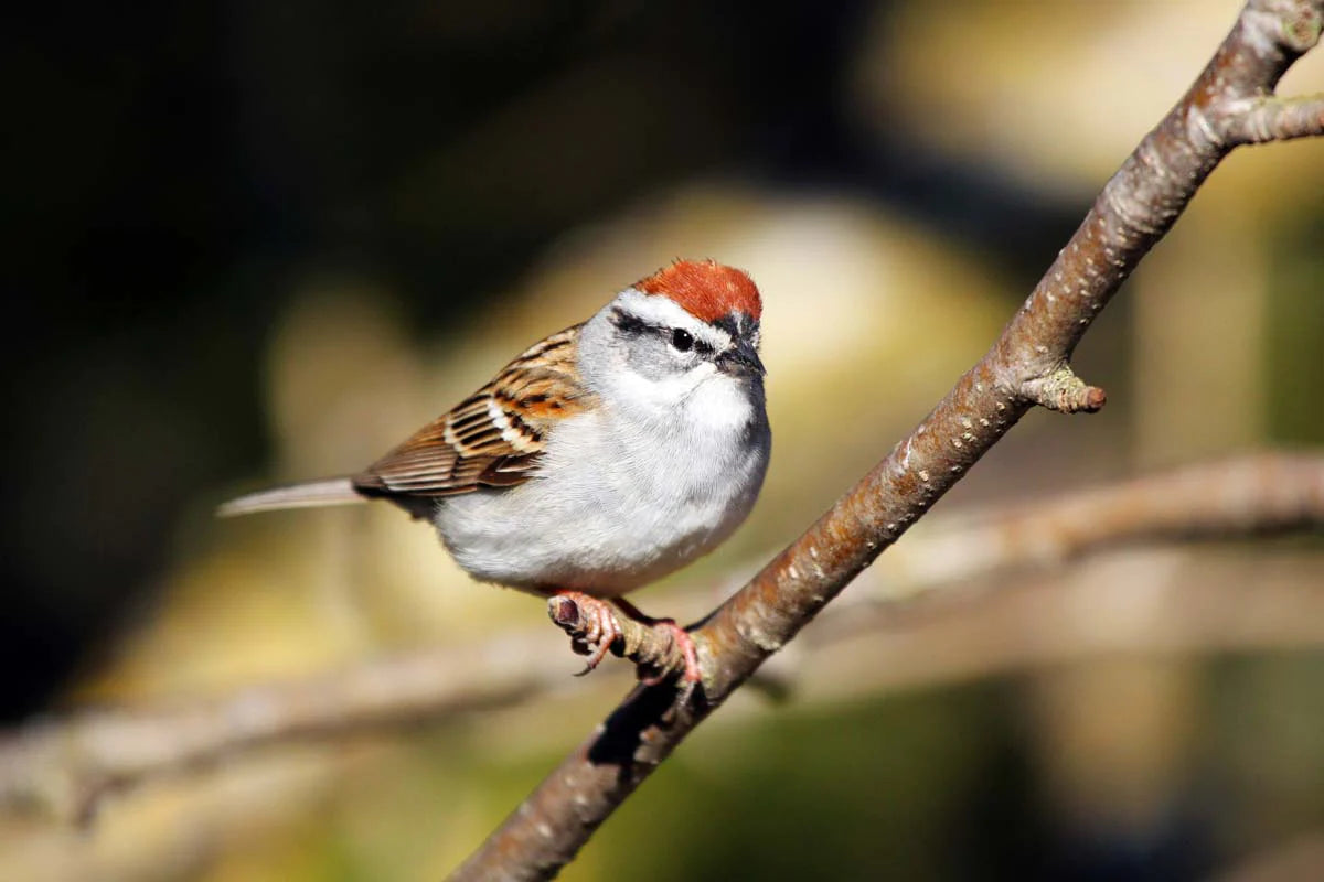 bruant-familier24ret-Tkh