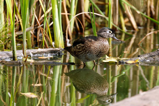 canard-branchufemelle1ret-JpG