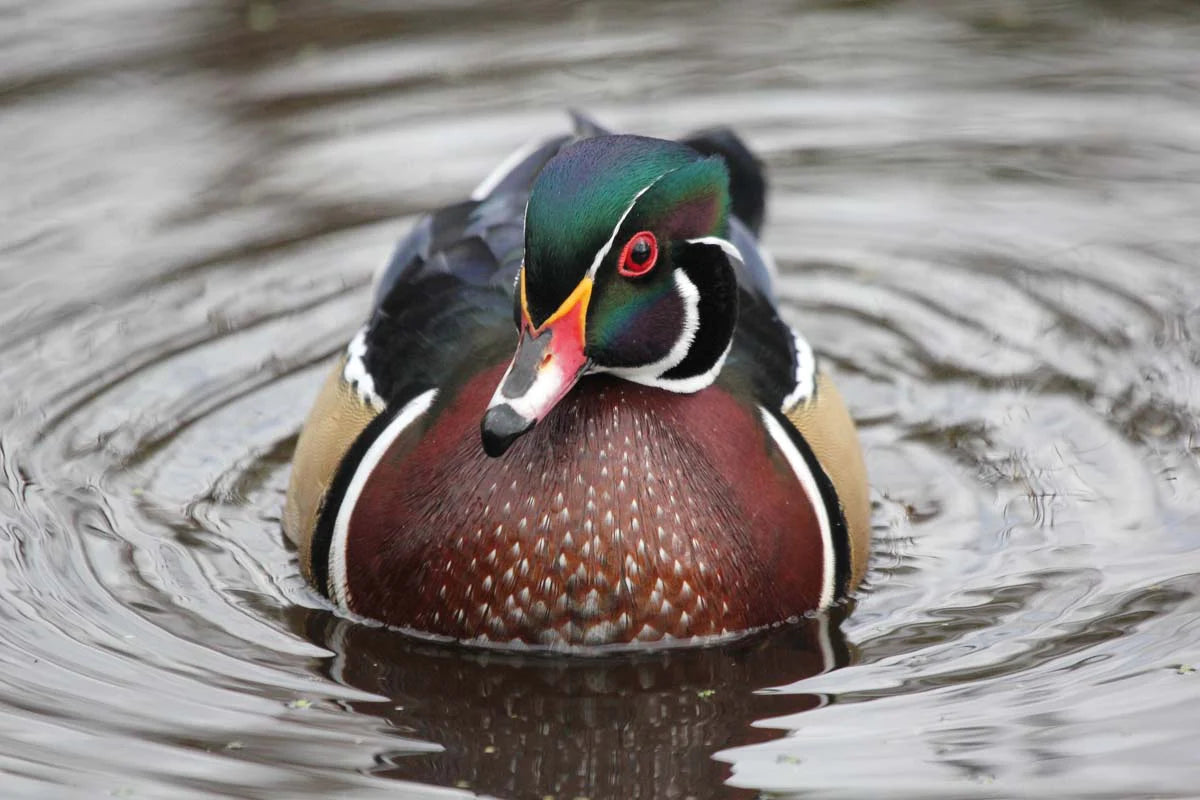 Prints on Aluminum illustrating birds, mammals and landscapes of Quebec