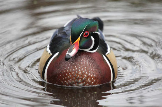 Prints on Aluminum illustrating birds, mammals and landscapes of Quebec