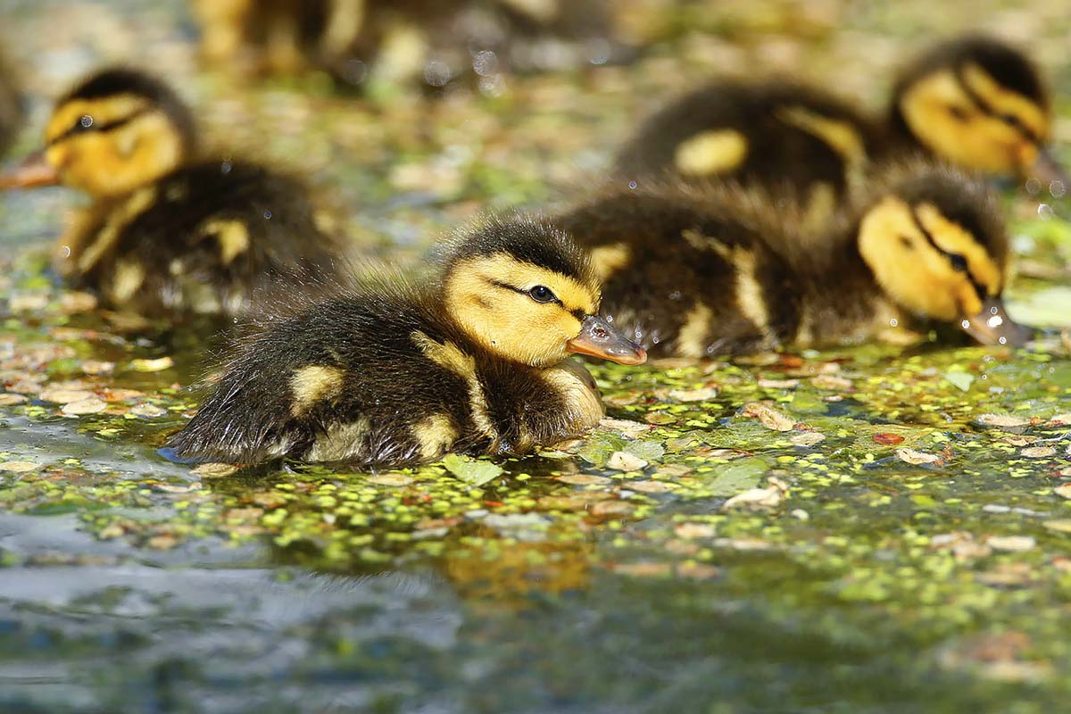 canetons-colvert1-osy