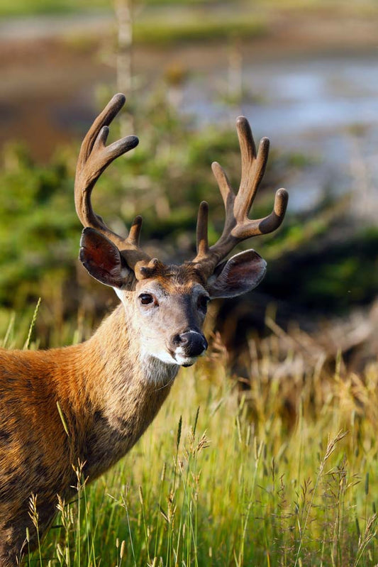 cerf-devirginieleverdesoleilret-TmM